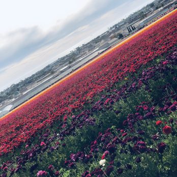 The Flower Fields - The (MIXED) Ranunculus. - Venues & Event Spaces Near Me - Carlsbad, California The Flower Fields - The (MIXED) Ranunculus. - Venues & Event Spaces Near Me - Carlsbad, California