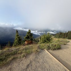 Hurricane Hill Trailhead