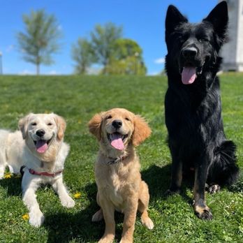 Hounds in the Hub - Baby Hope always the center of attention! Picture from Tuesday - Dog Walkers Near Me - Boston, Massachusetts Hounds in the Hub - Baby Hope always the center of attention! Picture from Tuesday - Dog Walkers Near Me - Boston, Massachusetts
