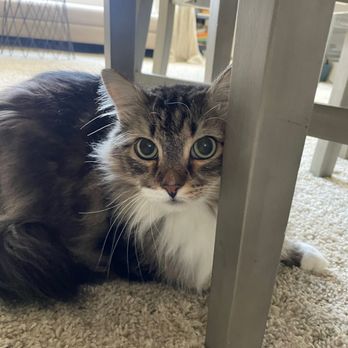 Critter Sitters LA - Pet Sitting Near Me - El Segundo, California