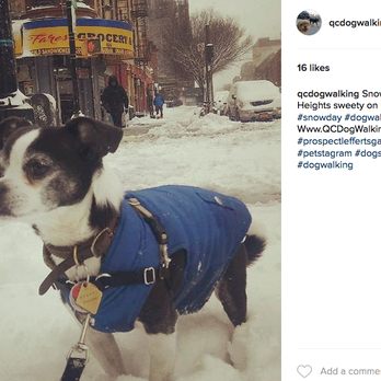 QC Dog Walking Services - Best Dog Walker in Brooklyn! - Dog Walkers Near Me - Brooklyn, New York QC Dog Walking Services - Best Dog Walker in Brooklyn! - Dog Walkers Near Me - Brooklyn, New York