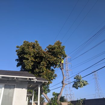 Premier Tree Experts - Tree Services Near Me - Orange, California Premier Tree Experts - Tree Services Near Me - Orange, California