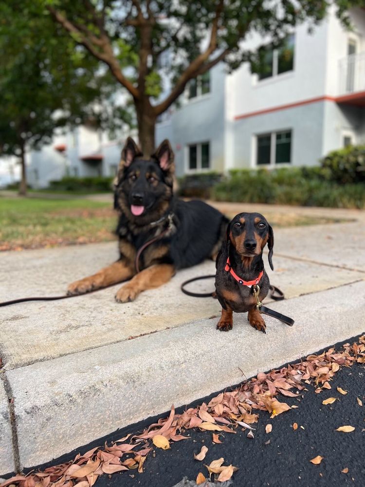 Unleash'd K9 - pet boarding facility in Miami, FL