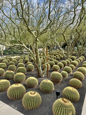 Sunnylands Center & Gardens by null