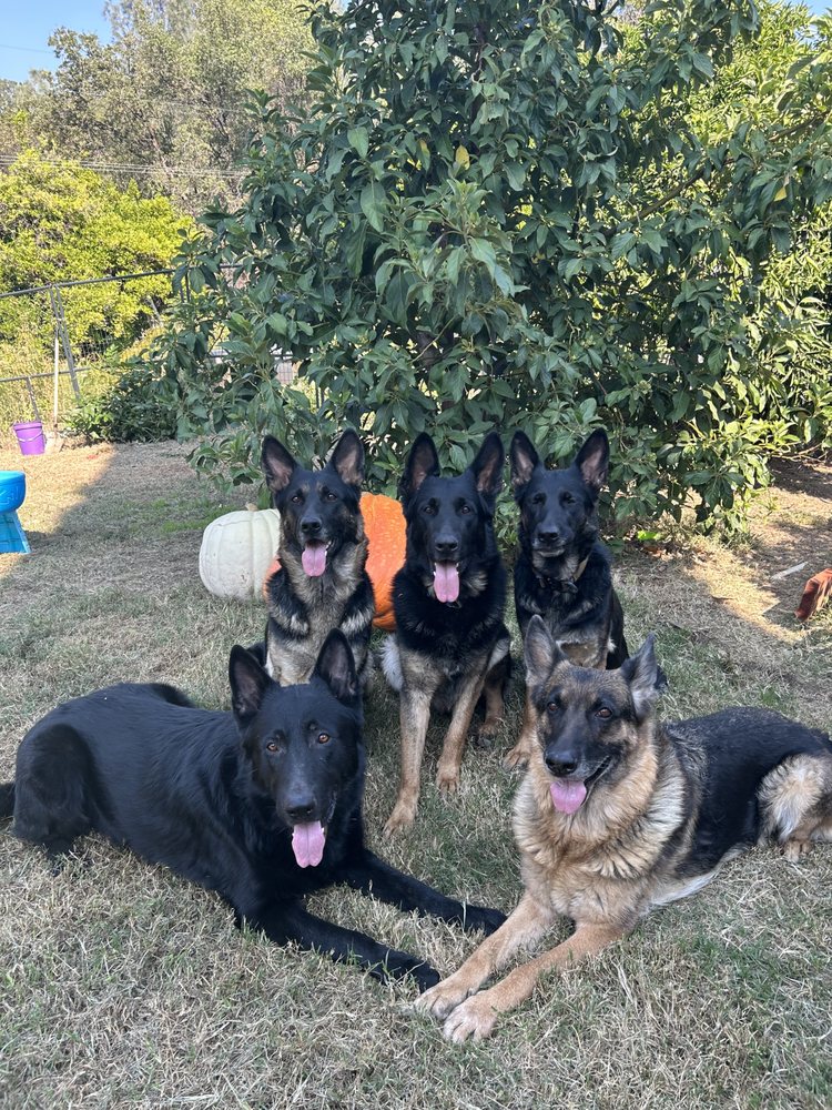 K22 K9’s - pet boarding facility in Penryn, CA