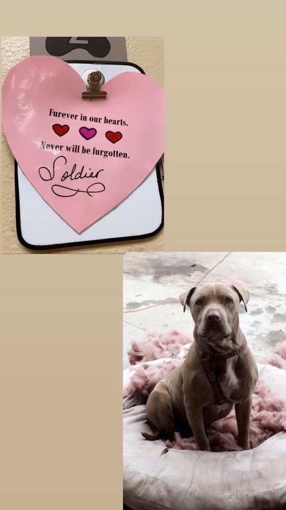 INLAND VALLEY VETERINARY SPECIALISTS & EMERGENCY CENTER with 555