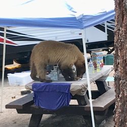 Old Shady Rest Camground - Bear chased us from table midday for my sons sandwich