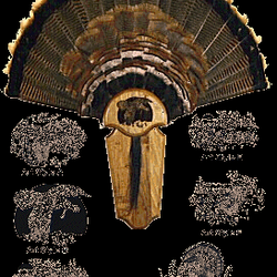 Walnut Creek Awards & Promotions - Walnut Creek Hardwood, Inc. - Hardwood Turkey tail mounting kit.