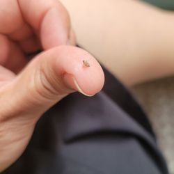 White Haven Memorial Park - Another smooshed bug