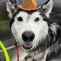 Kontota Mobile Dog Grooming of Aubrey, TX