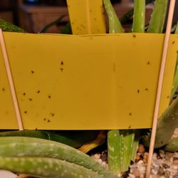Urban Sprouts - Other side of 2nd sticky paper.