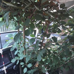 Can't wait to surprise my mother with the "smoke tree" she wanted since seeing in southern living. Can't wait to surprise my mother with the "smoke tree" she wanted since seeing in southern living.