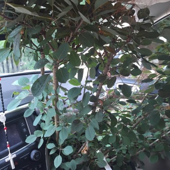 Willow Floral Boutique - Can't wait to surprise my mother with the "smoke tree" she wanted since seeing in southern living. - Floral Designers Near Me Willow Floral Boutique - Can't wait to surprise my mother with the "smoke tree" she wanted since seeing in southern living. - Floral Designers Near Me