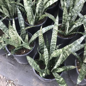 United Plant Growers - Snake plants for $14 each - Nurseries & Gardening Near Me - Long Beach, California
