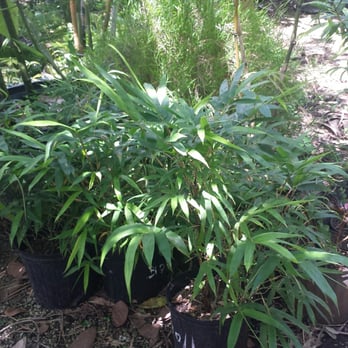 Pop's Nursery - Bamboo! - Nurseries & Gardening Near Me - Hollywood, Florida