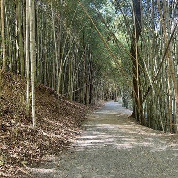 Wilderness Park And Bamboo Forest - Parks Near Me - Prattville, Alabama