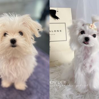 Happy Pet - Little Maltese Chanel - Pet Groomers Near Me - San Gabriel, California Happy Pet - Little Maltese Chanel - Pet Groomers Near Me - San Gabriel, California