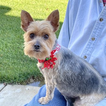 Pet Salon - Kaylee - Pet Groomers Near Me - Mentone, California
