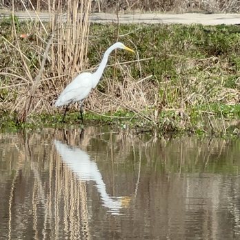 Borel’s Swamp Tours - Boat Tours Near Me - Breaux Bridge, Louisiana