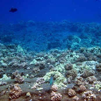 Trilogy Excursions - Snorkeling Near Me - Lahaina, Hawaii Trilogy Excursions - Snorkeling Near Me - Lahaina, Hawaii