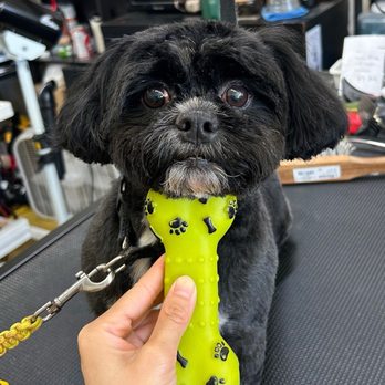 Grooming By V - Pet Groomers Near Me - Alhambra, California