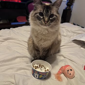 Dutch Bros Coffee - Evie and her cat (pup) cup - Juice Bars & Smoothies Near Me - Tulsa, Oklahoma Dutch Bros Coffee - Evie and her cat (pup) cup - Juice Bars & Smoothies Near Me - Tulsa, Oklahoma