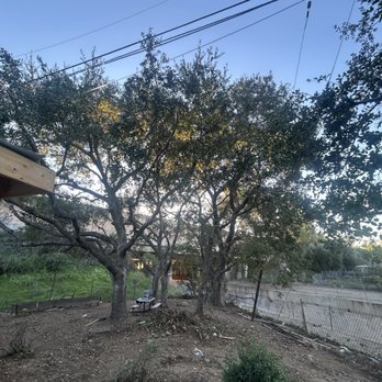 Gavino Tree Service - Thinned out oak trees - Tree Services Near Me