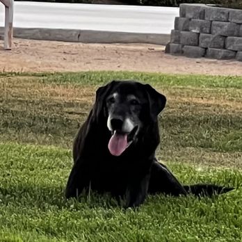 Paws Into Grace - Gus Davies, beloved pet. - Pet Hospice Near Me Paws Into Grace - Gus Davies, beloved pet. - Pet Hospice Near Me