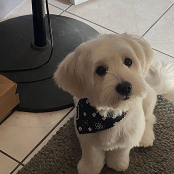 Jesse's Pet Grooming - After! - Pet Groomers Near Me - Los Angeles, California