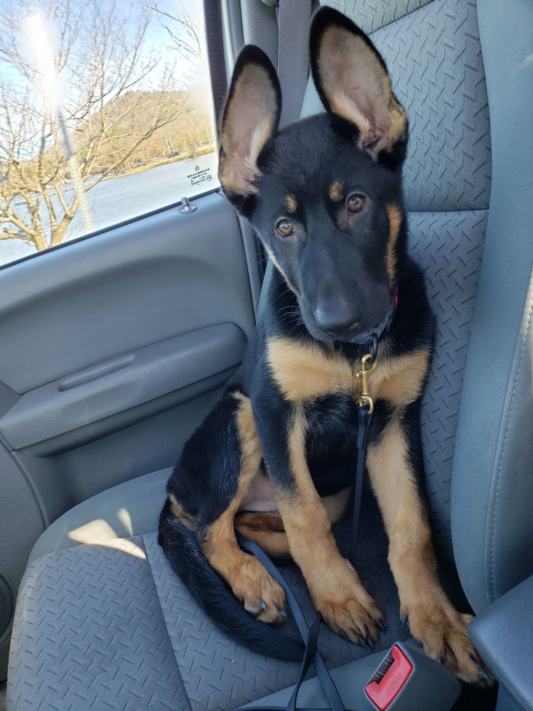 BITE RANCH K9 1001 Ryland Pike, Huntsville, Alabama Pet Training