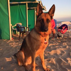 Yes Playa Canina