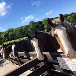 Isle Of Man Home Of Rest For Old Horses - Waiting for treats!!
