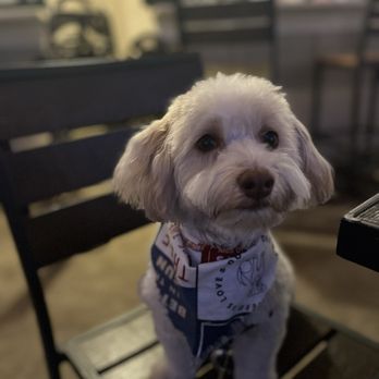 Upper Cape Pet Services - Good looking dog - Pet Sitting Near Me - Falmouth, Massachusetts