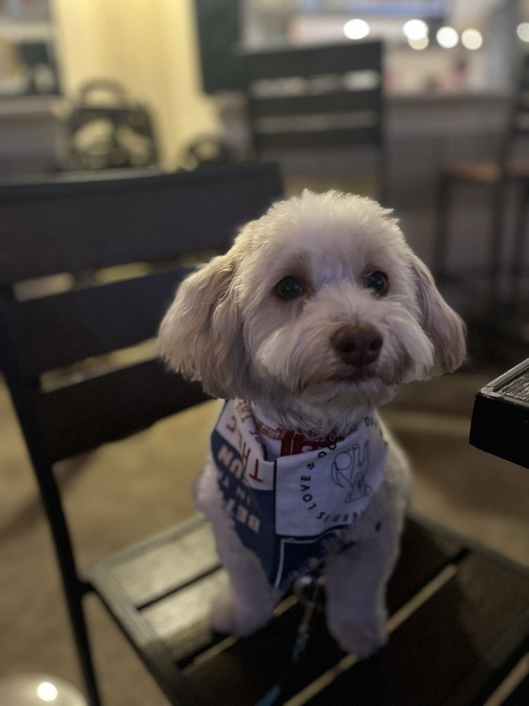 UPPER CAPE PET SERVICES Updated October 2024 37 Photos & 22 Reviews