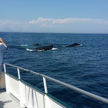 7 Seas Whale Watch - Whale Watching Tours Near Me - Gloucester, Massachusetts