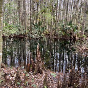 Highlands Hammock State Park - Parks Near Me - Sebring, Florida