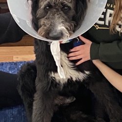 Steveston Veterinary Hospital - After neuter. Drowsy and well loved