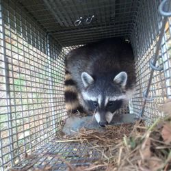 Arkansas Wildlife Removal