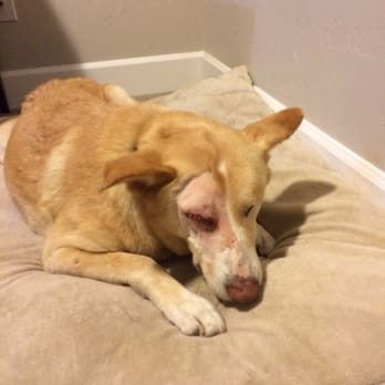 Animal Eye Specialists - Veterinarians Near Me - Bend, Oregon Animal Eye Specialists - Veterinarians Near Me - Bend, Oregon