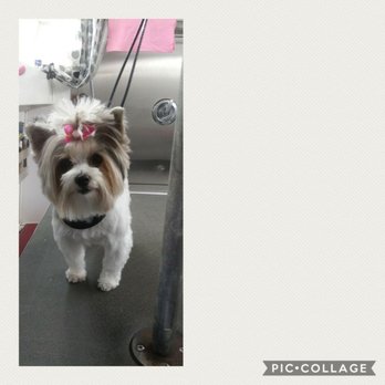Furry Paws Grooming Boutique - Doggy Spa Day - Pet Groomers Near Me - Foley, Alabama Furry Paws Grooming Boutique - Doggy Spa Day - Pet Groomers Near Me - Foley, Alabama