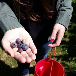 Noble Berry Farm - Delicious and colorful organic blueberries!