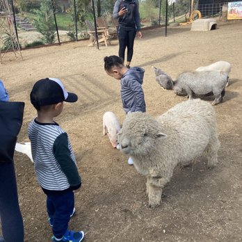 SoCalMiniPigs - Pet Breeders Near Me - Valley Center, California SoCalMiniPigs - Pet Breeders Near Me - Valley Center, California