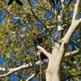 Photo of Merritt's Tree Service