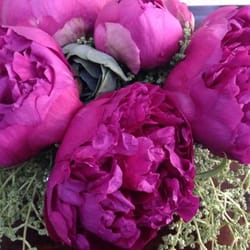 7 and Branch - Yeah... The GF likes peonies : )