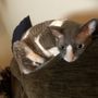 Photo of Livewell Animal Hospital of Huntersville