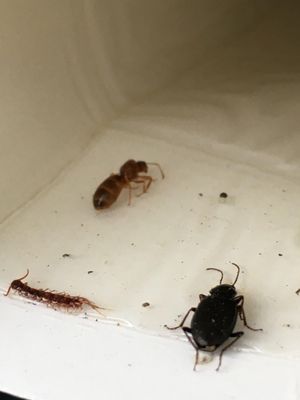 Ant, Spider, Cockroach and much much more! - We strive to be the solution for your household and commercial pest control needs.
For estimates or questions about our services, please contact us at your convenience.
We look forward to meeting you soon!