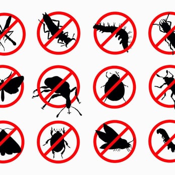 Bug Commander Pest Control - Pest Control Near Me - Prosper, Texas Bug Commander Pest Control - Pest Control Near Me - Prosper, Texas