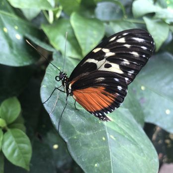 Butterfly Biosphere - Children's Museums Near Me - Lehi, Utah