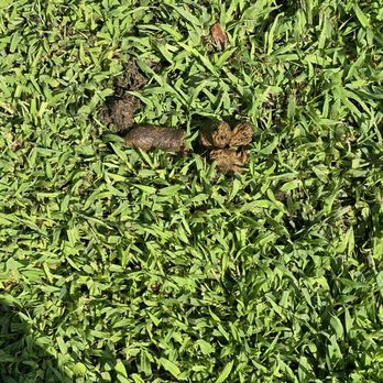 ScooperDude Pet Waste Removal - Poop missed today- I have about 100 different poops in my phone. Amazing - Pet Waste Removal Near Me - Charlotte, North Carolina ScooperDude Pet Waste Removal - Poop missed today- I have about 100 different poops in my phone. Amazing - Pet Waste Removal Near Me - Charlotte, North Carolina