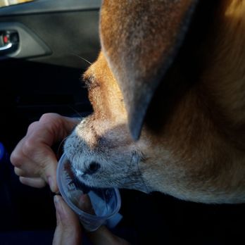 Starbucks - Someone loves the pup cup. Yum - Coffee & Tea Near Me - Rosemount, Minnesota